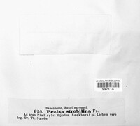 Crocicreas strobilinum image